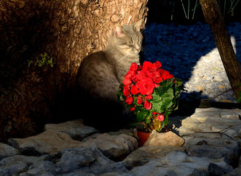 Close-up of cat on rock