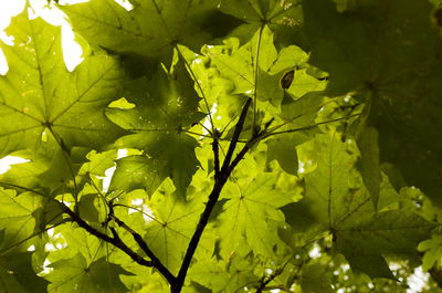 Close-up of green leaves