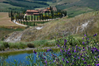 Purple flowering plants on field