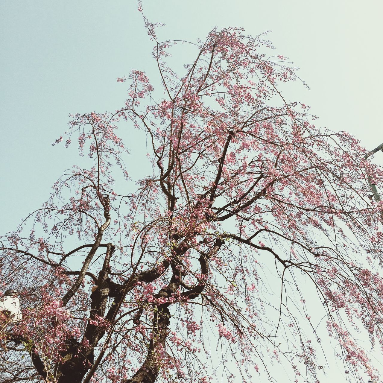 low angle view, tree, clear sky, branch, growth, flower, beauty in nature, nature, sky, freshness, fragility, day, pink color, outdoors, high section, tranquility, no people, blossom, blooming, leaf