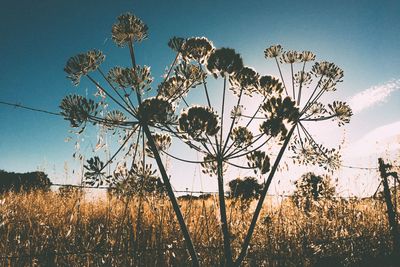 Low angle view of plants growing on field