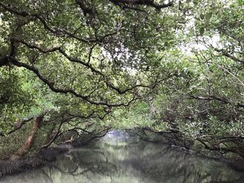 Scenic view of lake amidst trees in forest
