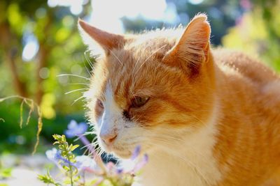 Close-up of a cat looking away