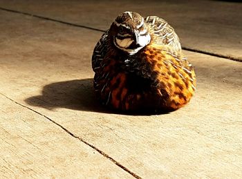 High angle view of cat on floor