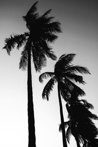 Low angle view of palm trees against sky