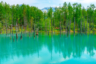 Reflection of trees in swimming pool against sky