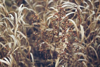 Close-up of plant