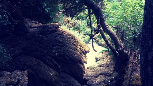 Rock formations on tree trunk