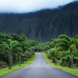 Road amidst trees and mountains