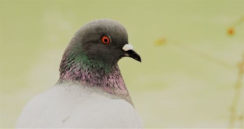 Close-up of bird