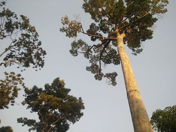 Low angle view of tree against sky