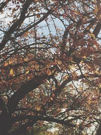 Low angle view of trees against sky