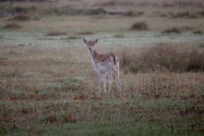 View of giraffe on field