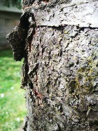 Close-up of insect on tree trunk