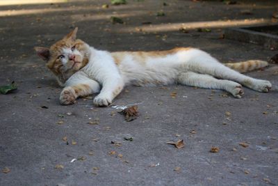 Cat relaxing on street