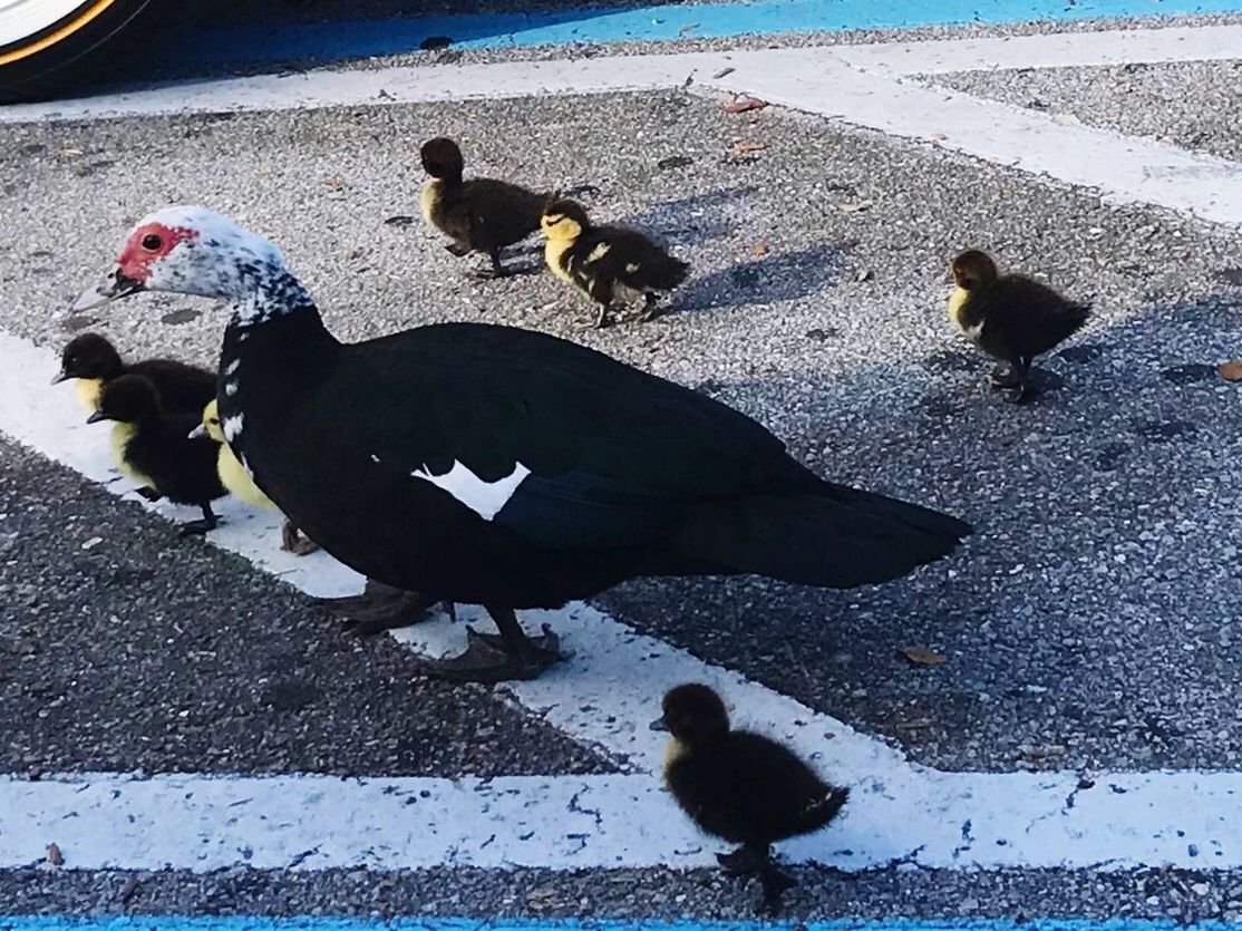 HIGH ANGLE VIEW OF DUCKS ON ROAD