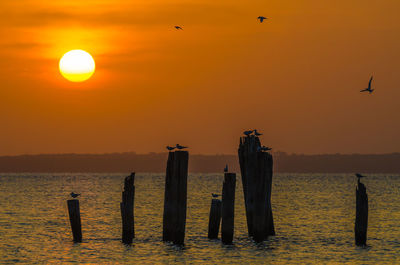 Silhouette of birds flying and perching over sea against sky during sunset, bubaque, guinea-bissau