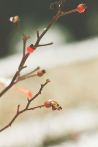 Close-up of red berries on tree