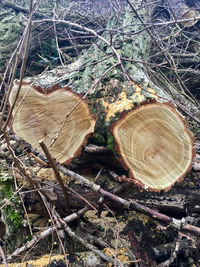 Close-up of tree stump in forest