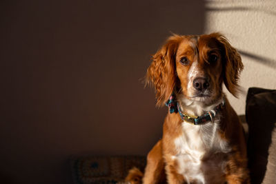 Close-up of dog