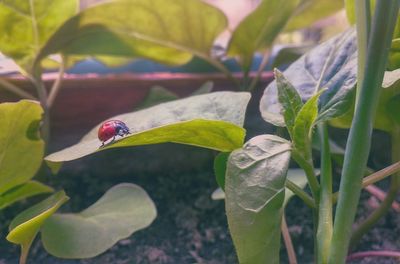 Close-up of insect on plant