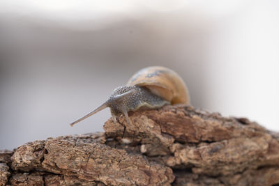 Close-up of snail on rock