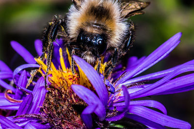 Close-up of honey bee on purple flower