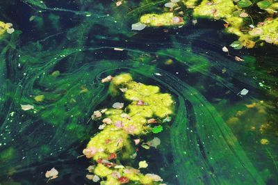 Leaves floating on water