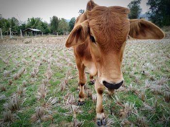 Close-up of cow standing on field