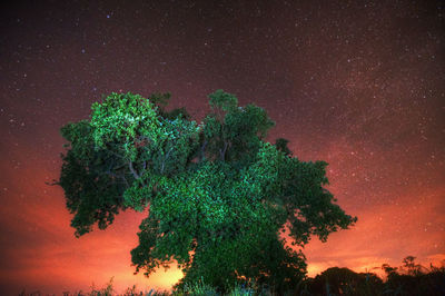 Low angle view of tree against sky at night