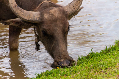 View of horse drinking water