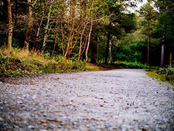 Road passing through forest