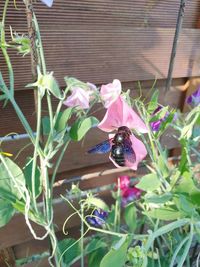 Bee pollinating flower