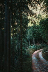 Trees in forest