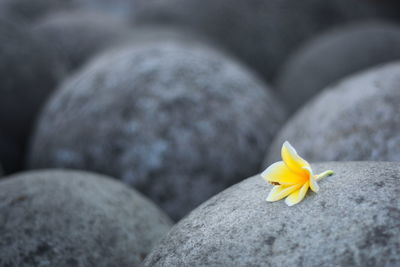 Close-up of yellow flower