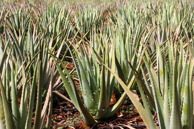 High angle view of succulent plants on field