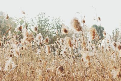 Close-up of plants against sky