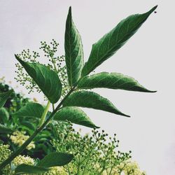 Close-up of plant