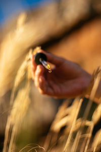 Close-up of hand holding wheat