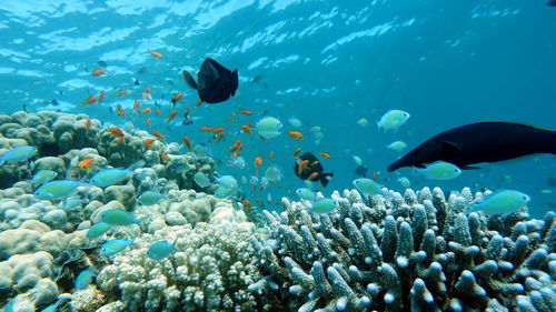 Fish swimming in sea