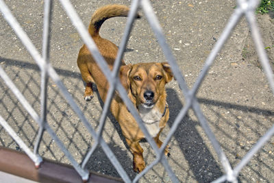 Portrait of dog seen through chainlink fence