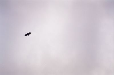 Low angle view of bird flying in sky