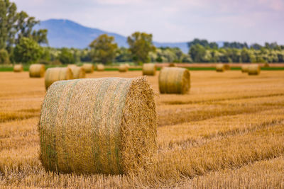 A hay bale with many stalks and stalks after the straw harvest in the field