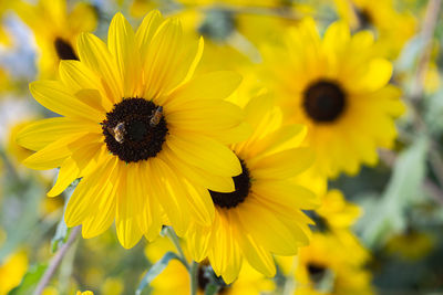 Close-up of honey bee on yellow flowering plant