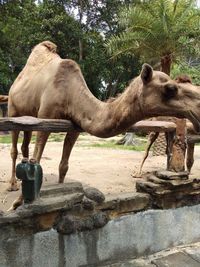 Two horses in the zoo