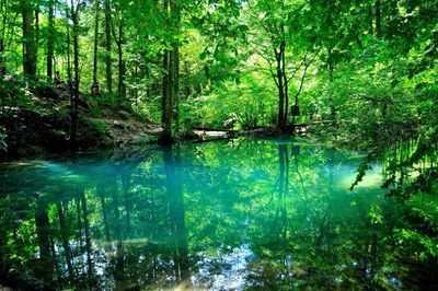 Trees in forest