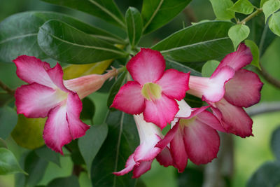 Close-up of pink flowers