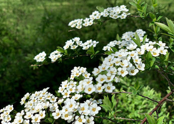 Close-up of white flowering plant