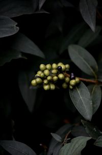 Close-up of berries growing on tree