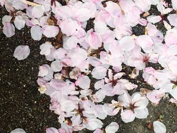 Close-up of pink flowers